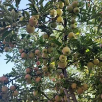 فروش باغ|فروش خانه و ویلا|سراجو, |دیوار