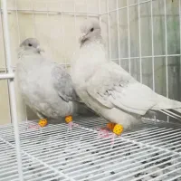 کفتر سینه ...سرک|پرنده|شیراز, سینما سعدی|دیوار