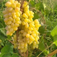 نهال ریشه لخت وگلدانی