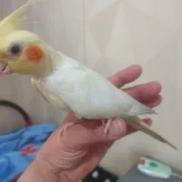 عروس هلندی ماده تهرانپارس