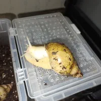 حلزون آچاتینا