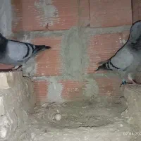 چند جفت مسافتی