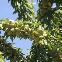 تولید نهال پربار تجاری بادام آذر نیمه کاغذی