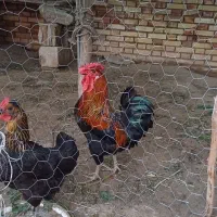 خروس|حیوانات مزرعه|دزفول, |دیوار