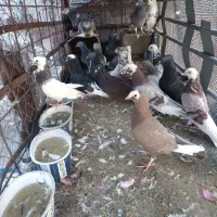 فروش کبوتر خوب نرو ماده گچساران