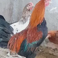 خروس گم شد قرمز رنگ
