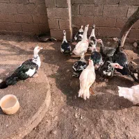 اردک|حیوانات مزرعه|لیسار, |دیوار