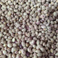 لوبیا قرمز و چیتی