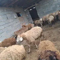 فروش بره نر ۲۲عدد|حیوانات مزرعه|پارسآباد, |دیوار