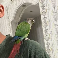 طوطی گرینچیک یلوساید فوق دستی سخنگو، کاسکو ملنگو|پرنده|اصفهان, خانه اصفهان|دیوار