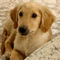 گلدن رتریور دارچینی|سگ|اردبیل, |دیوار