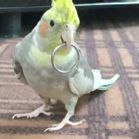 عروس هلندی نر دستی