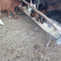 فروش کهره و بز|حیوانات مزرعه|جنت, |دیوار