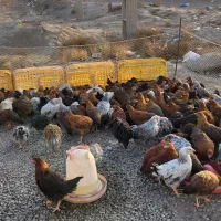 مرغ محلی اصیل گلپایگان تخم گذار