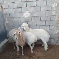 دام|حیوانات مزرعه|فردوس (خراسان), |دیوار