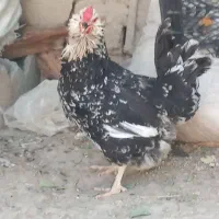 مرغ گلین کرک
