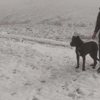 واگذاری سگ سرابی