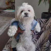 گمشده|سگ|شهرکرد, |دیوار