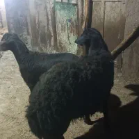 دو راس گوچ قره قیزیل