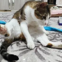 واگذاری گربه