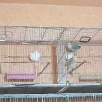 عروس هلندی وطوطی برزیلی|پرنده|اهواز, بهارستان|دیوار