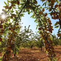 نهال بادام تونو آذر و....ویژه|خدمات باغبانی و درختکاری|نورآباد ممسنی, |دیوار