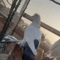 گوی گویروخ ارکح