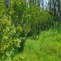 باغ فروشی|فروش خانه و ویلا|کشکسرای, |دیوار