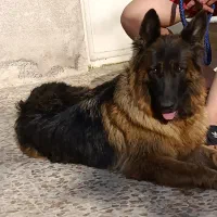 سگ ژرمن شولاین کینگ