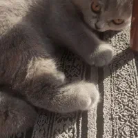 گربه اسکاتیش|گربه|بابلسر, |دیوار