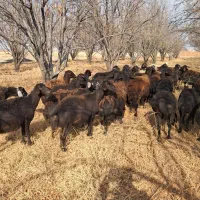 میش آبستن|حیوانات مزرعه|بناب, |دیوار