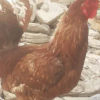 خروس نیمه لاری هیکلی