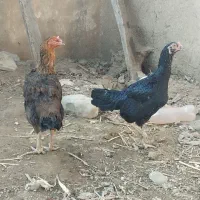 مرغ لاری|حیوانات مزرعه|نگین شهر, |دیوار