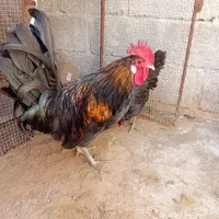 مرغ و خروس محلی اصل