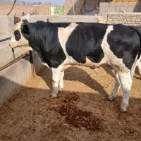 خریدو فروش گاو و گوساله نقدی