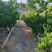 850 متر ویلا ( تهاتر )|فروش خانه و ویلا|تهران, جنت‌آباد جنوبی|دیوار