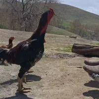 دوعدد مرغ لاری خروس