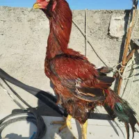 خروس لاری و مرغ لاری