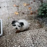 سگ خیلی کوچیک|سگ|سنگر, |دیوار