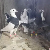 کبوتر صید دانه ۱۵۰