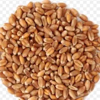 فروش گندم