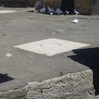 فروش کبوتر