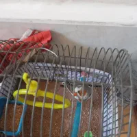 فنج نر|پرنده|تهران, بهداشت|دیوار