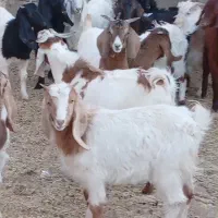 بزغاله نر وماده