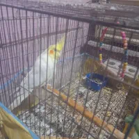 عروس هلندی نر|پرنده|بندر گناوه, |دیوار