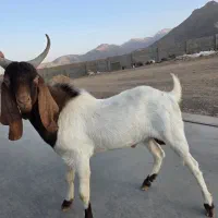 نر بز پاکستانی