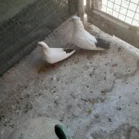 جفت دمبی مهر و ۲عدد ماده دم سفید