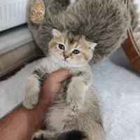 تربیت شده های خوشگل|گربه|زنجان, |دیوار