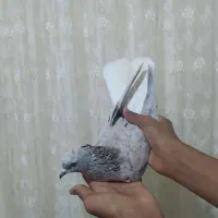 کبوتر|پرنده|نگین شهر, |دیوار