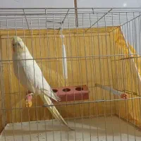 عروس هلندی